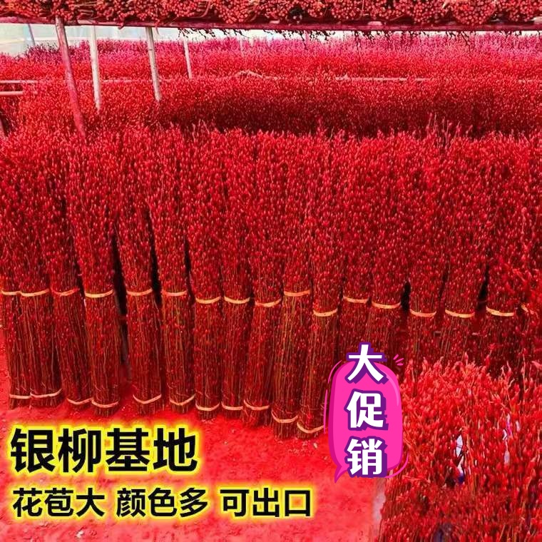 招财银柳真花鲜枝春节年宵花卉水培耐寒植物干花银柳新年室内装饰