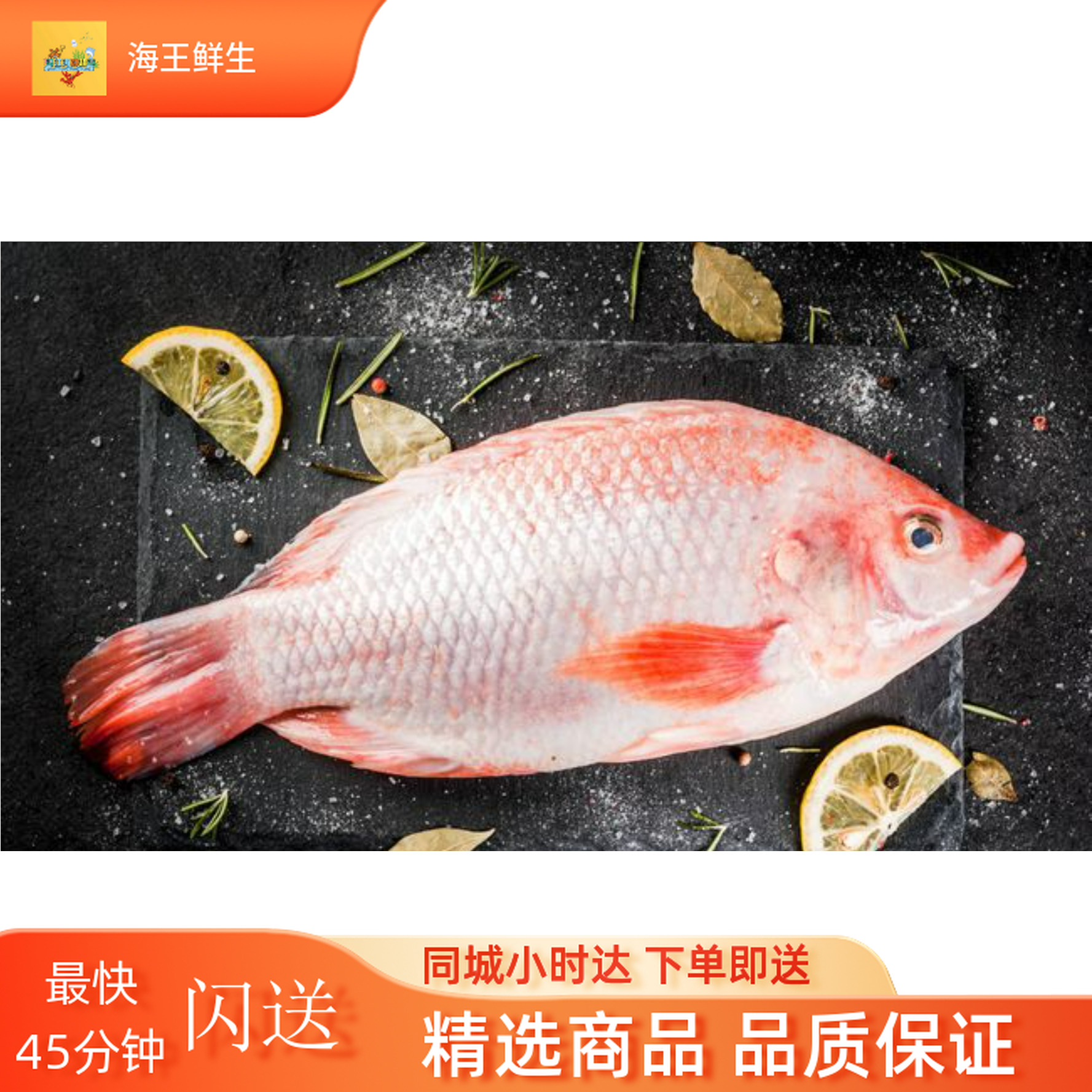 鲜活彩虹鲷鱼【鲜活鱼】