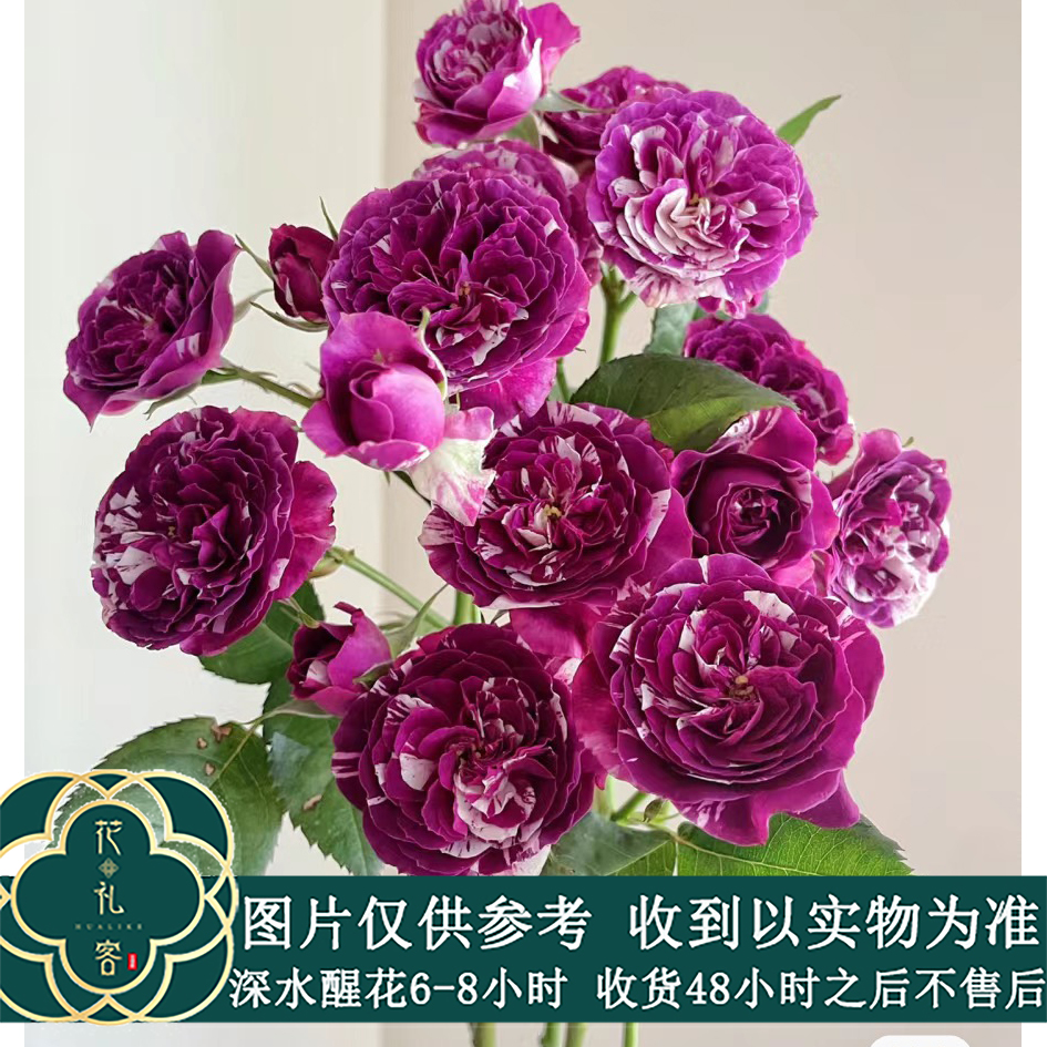 #多头玫瑰【芬芳宝石】高品质鲜切花云南基地直采顺丰直发玫瑰花