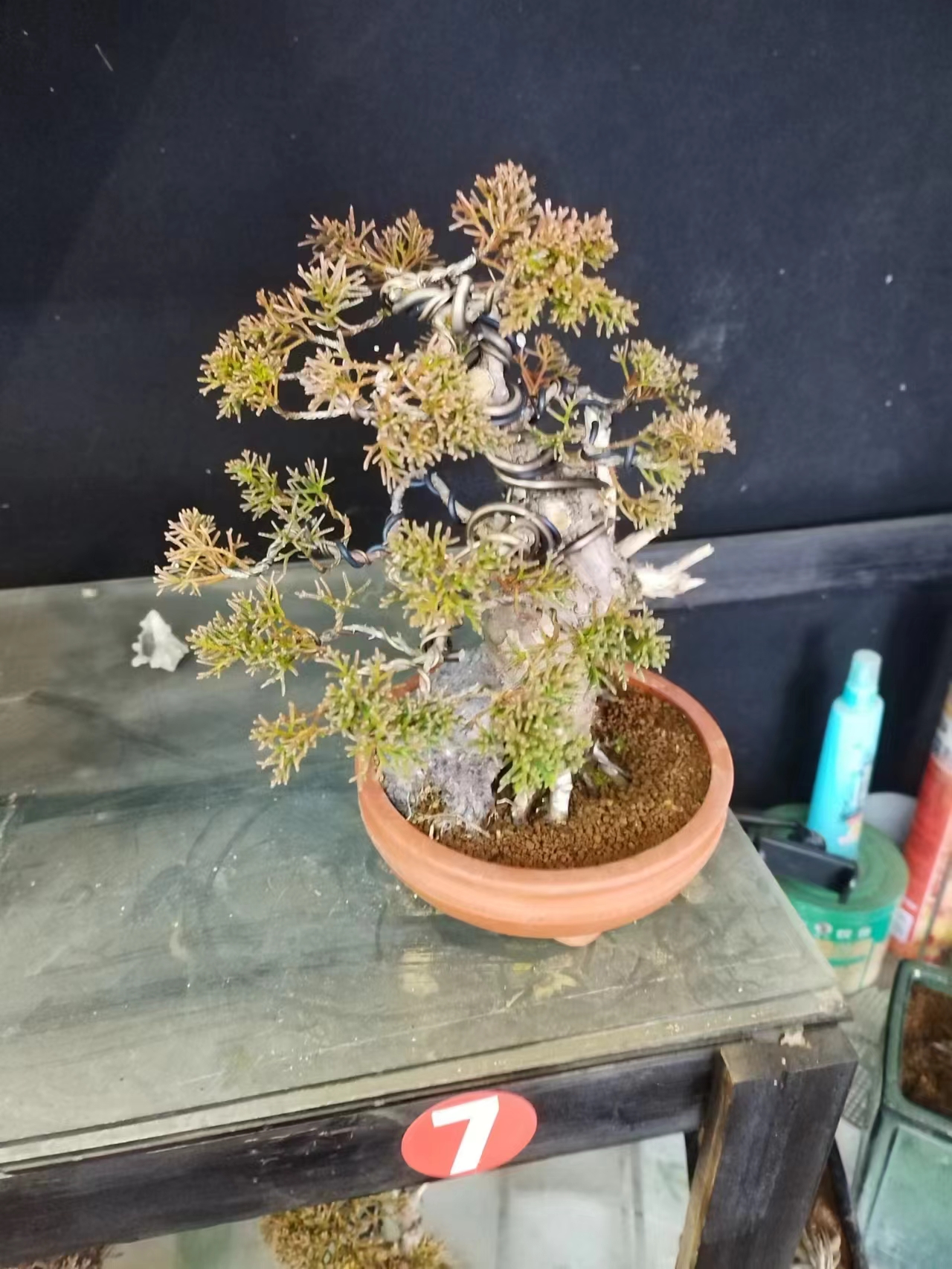 松柏杂木盆景规格品种齐全 造型美观 一物一拍