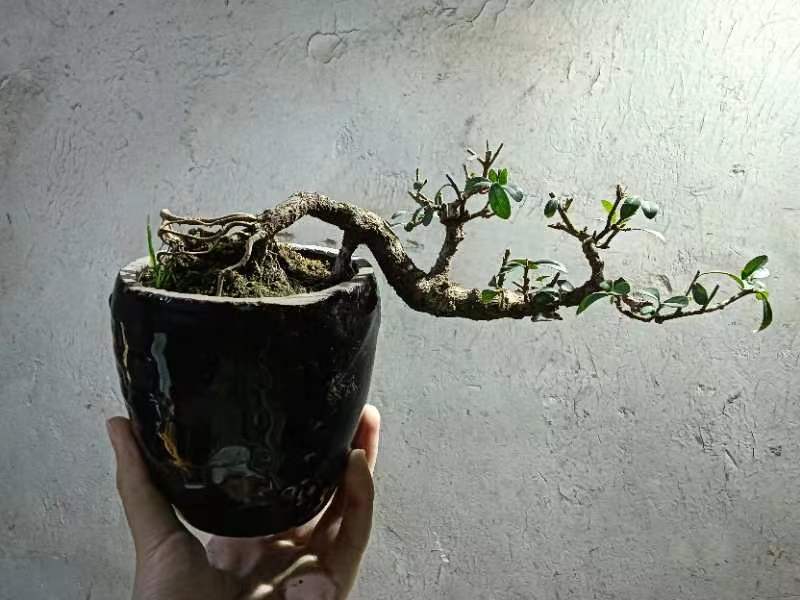 米冬年功老桩盆景直播间一物一拍