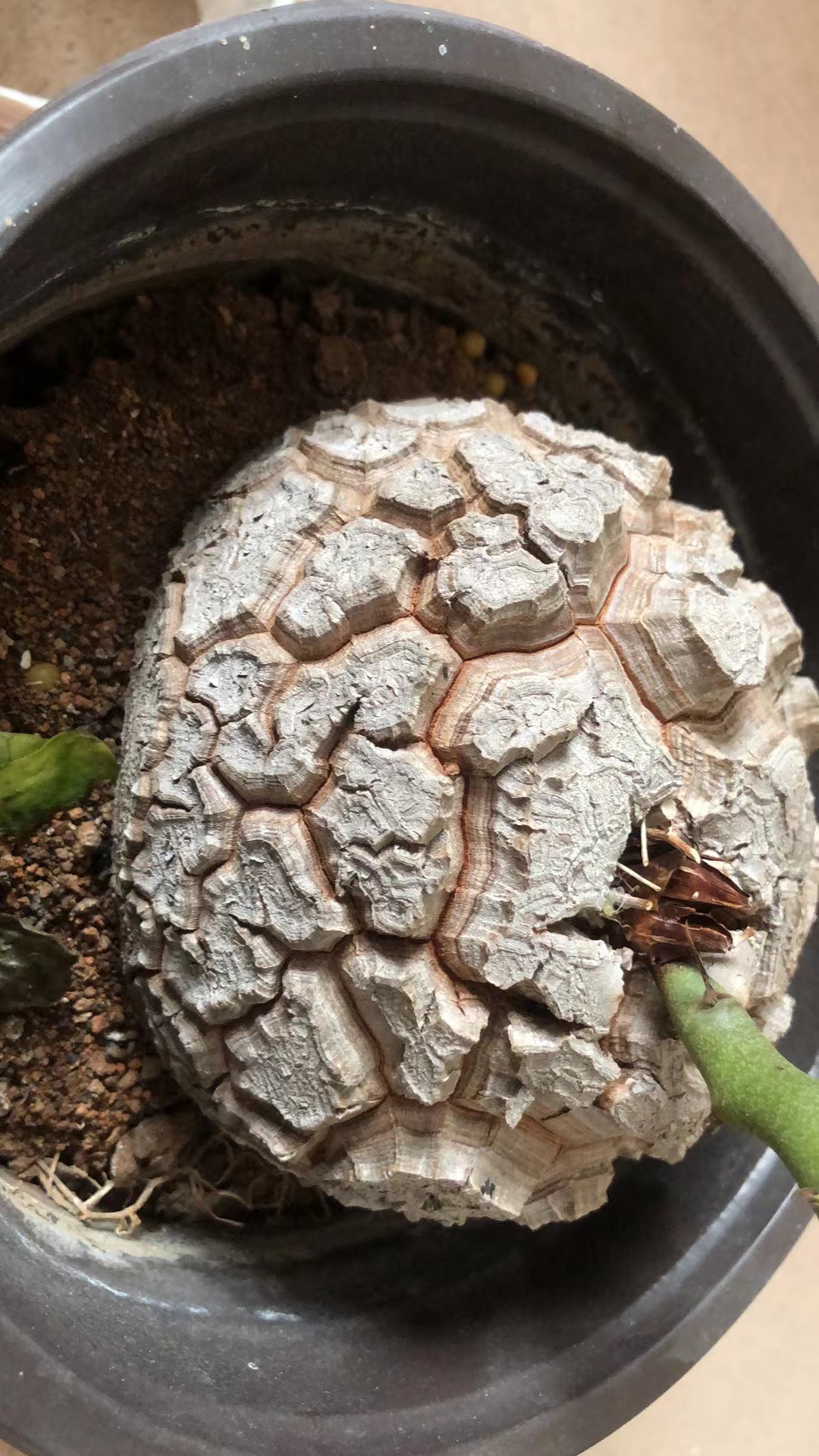 3号一物一拍仙人球