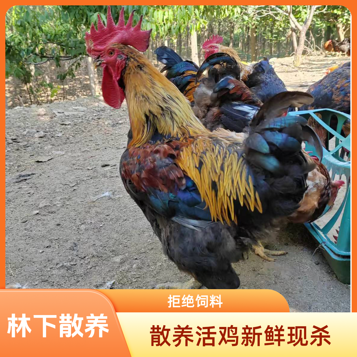 现杀无冰1年半雪山草鸡整鸡肉称重价格