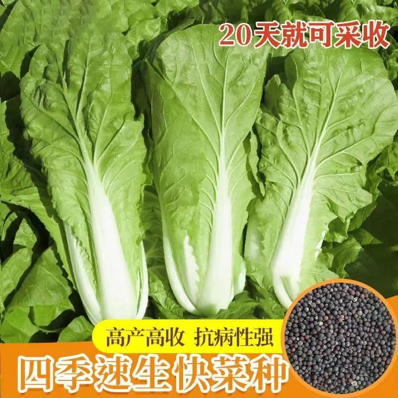 四季奶油快菜种子高产易种植四季白菜种孑青菜菜种子阳台盆栽蔬菜