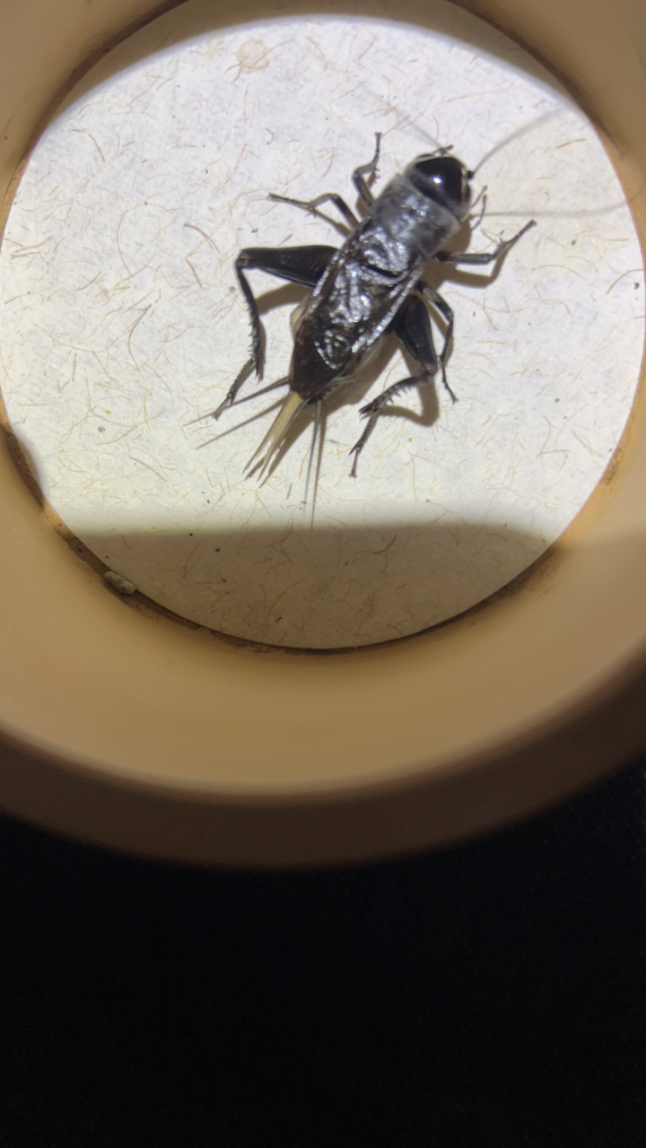 自家份房油葫芦模型一个