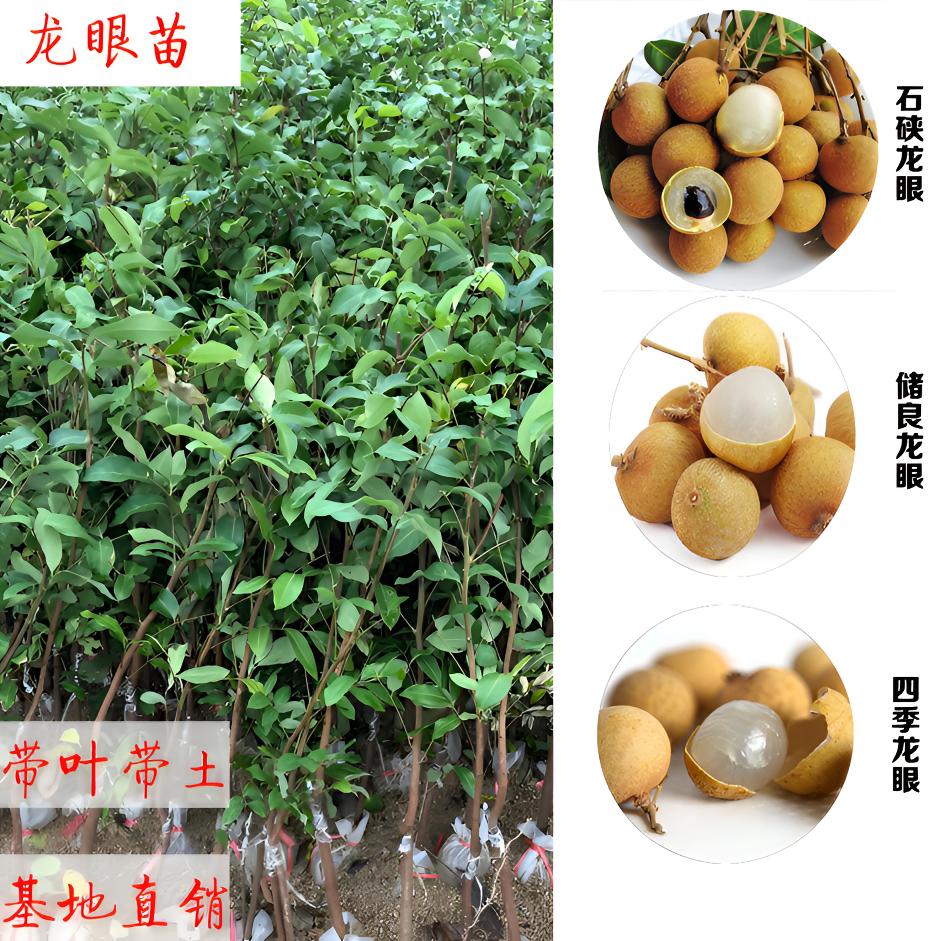 龙眼苗桂圆树苗石硖储良四季龙眼苗盆栽果树南方种植当年结果红皮
