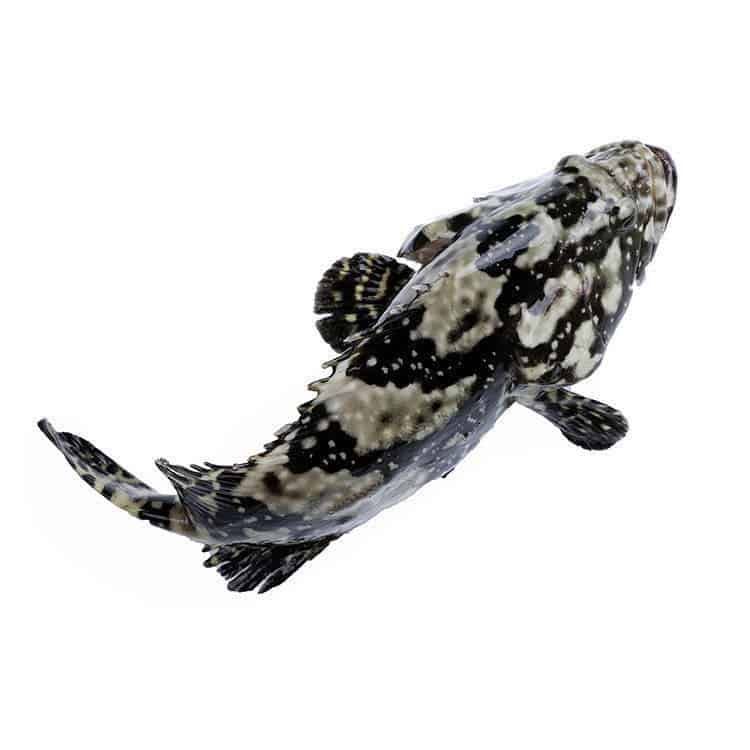 【小林生鲜/新疆包邮】冰鲜老虎斑石斑鱼