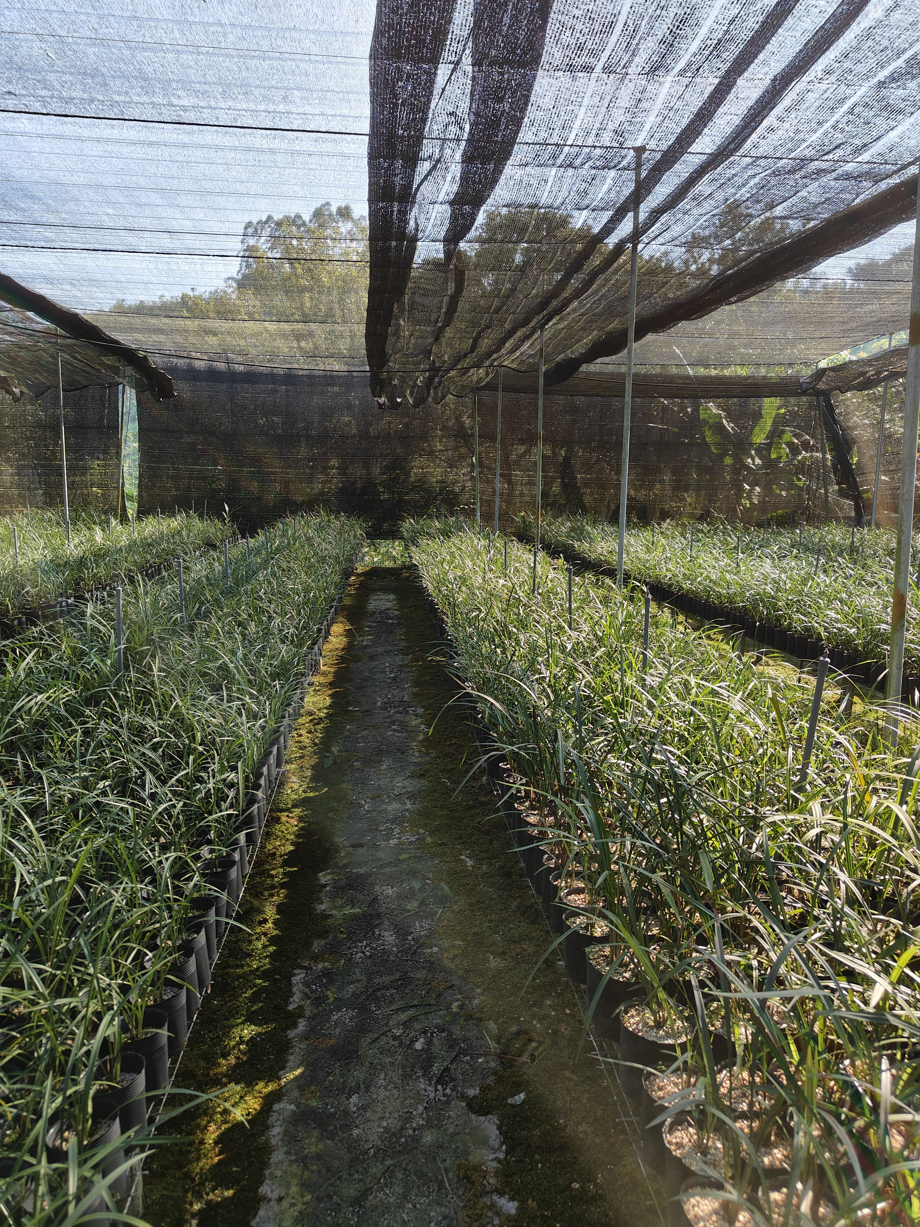 兰花基地种植一物一拍