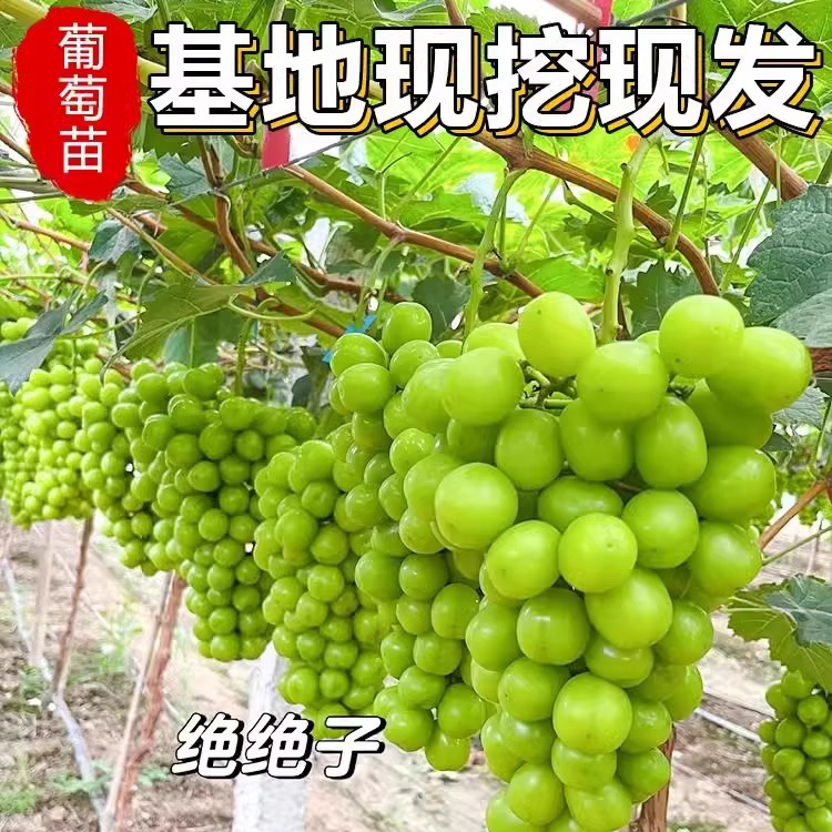 阳光玫瑰葡萄树苗葡萄苗南方种植北方庭院耐寒果树巨峰无籽葡萄树