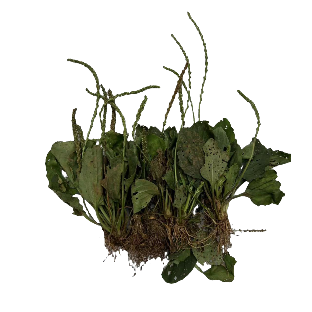野生车前草 新鲜干货整株500g包邮 农产品