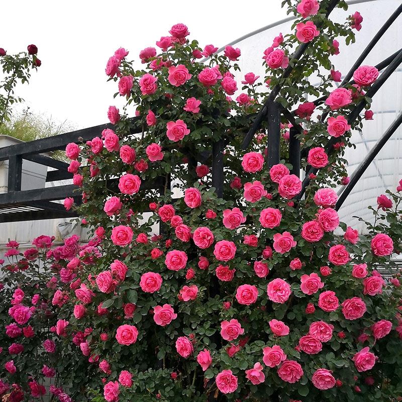 粉色达芬奇土球发货藤本月季花苗庭院拱门阳台四季开花