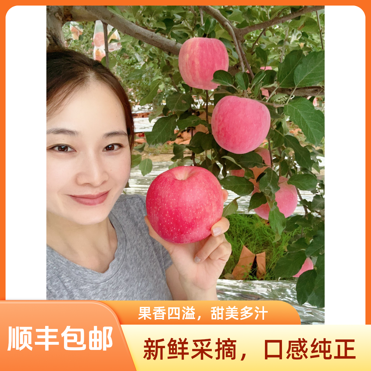 正宗延长夏富士苹果新鲜水果红富士当季整箱礼盒冰糖心脆甜苹果