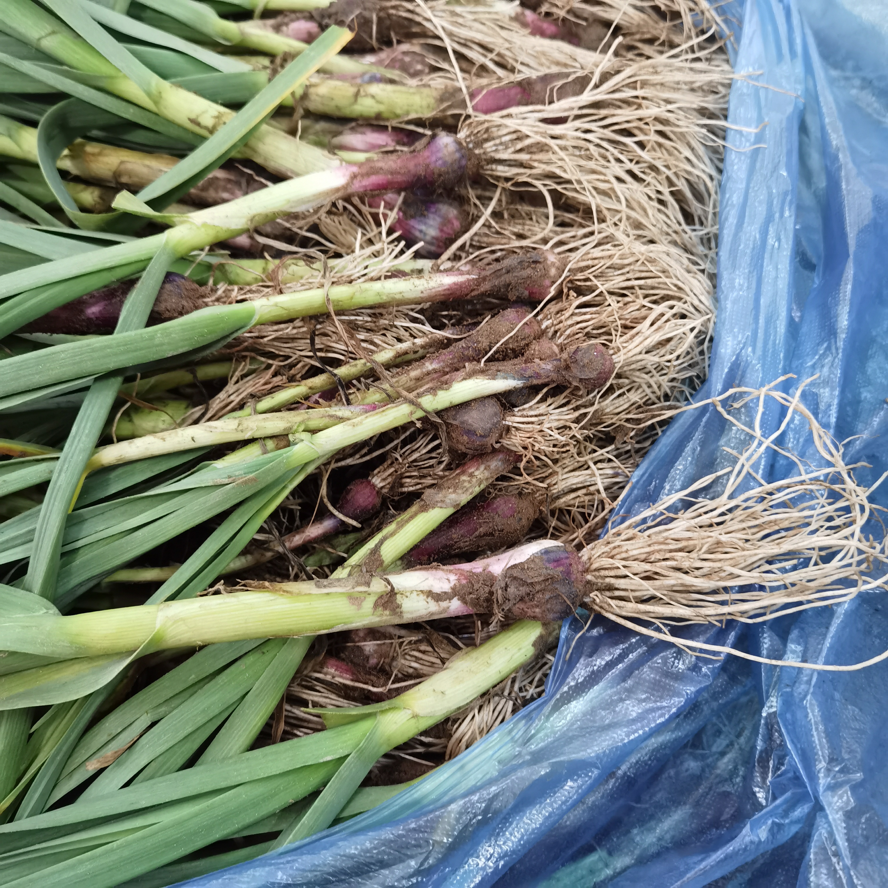 安庆怀宁石牌农家自露天蒜苗4斤