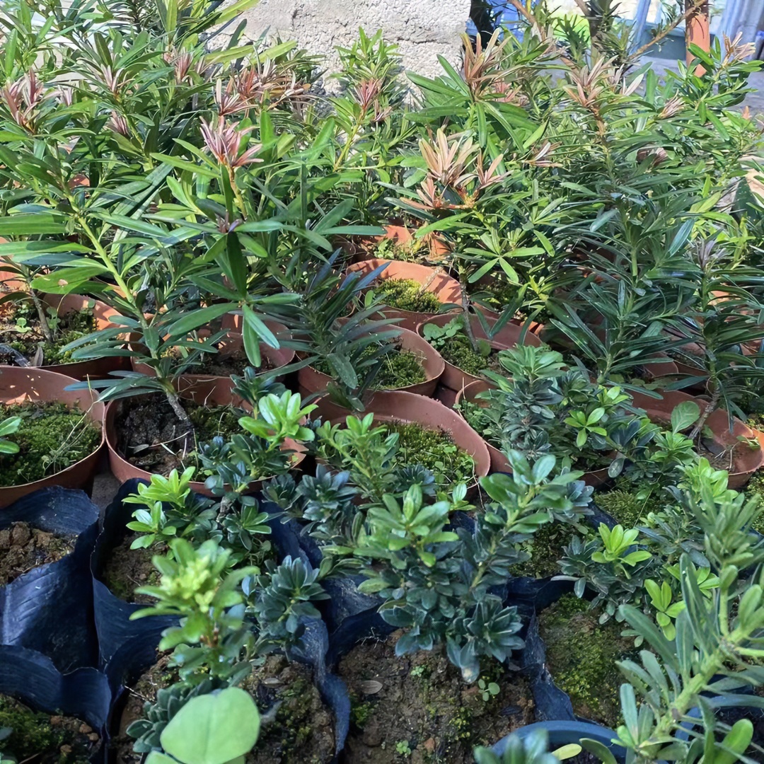 【老莫苗木】直播间一物一拍罗汉松【抖】