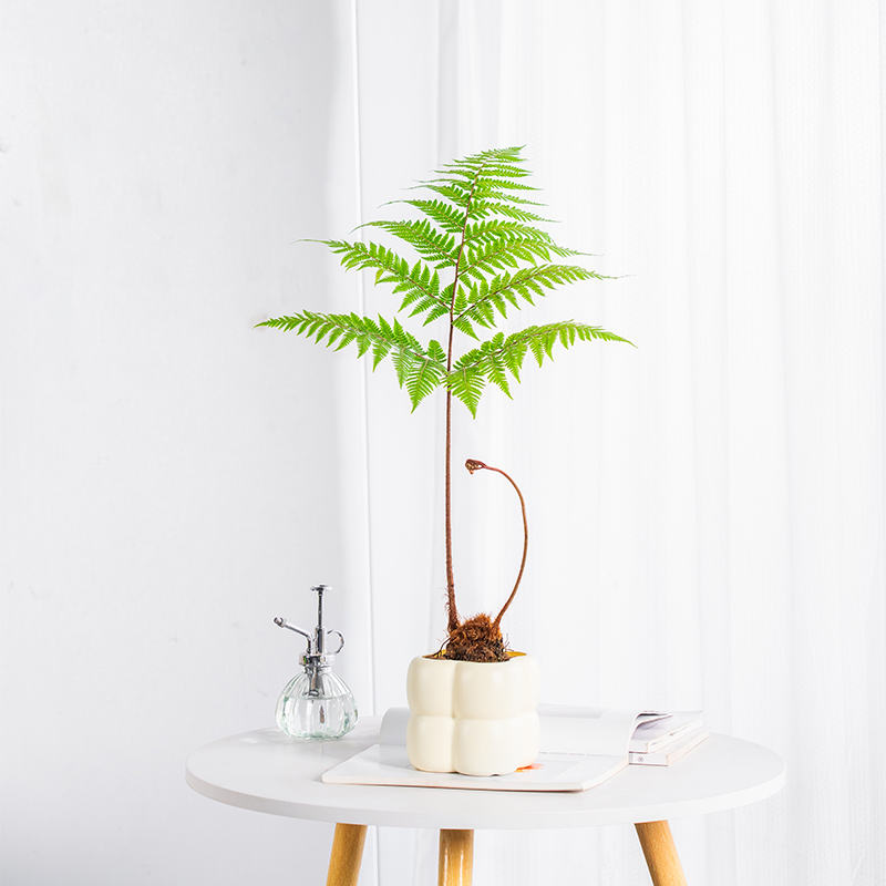 红麟蕨好养易活大气四季常青家装耐阴耐旱的盆栽植物新手可养植物