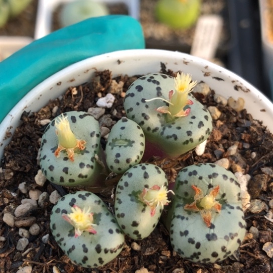 多肉肉锥 火龙果安贞