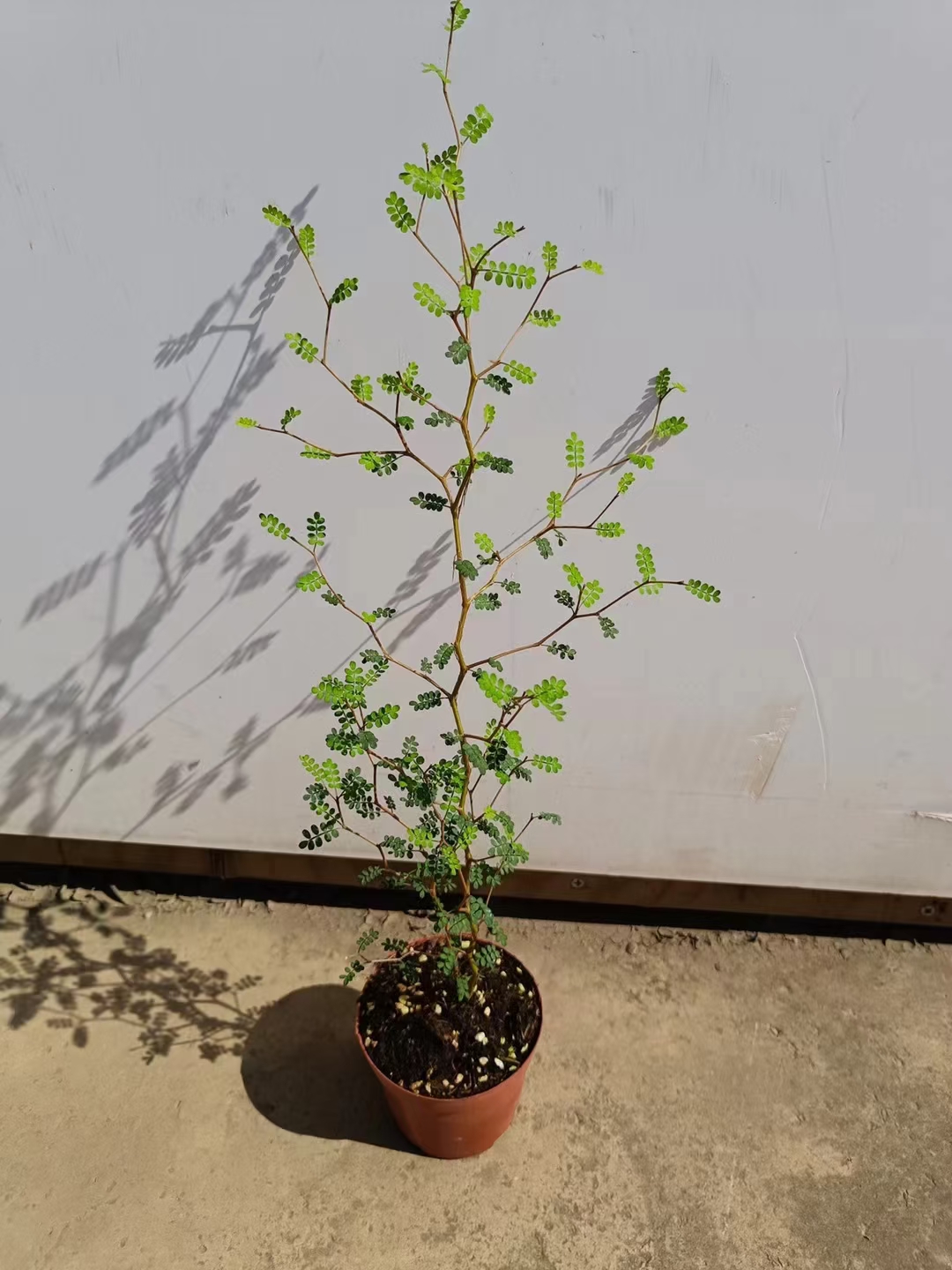 氛围感童话树 错乱的高级体态 室内绿植，Z字形枝条走向更具特点。