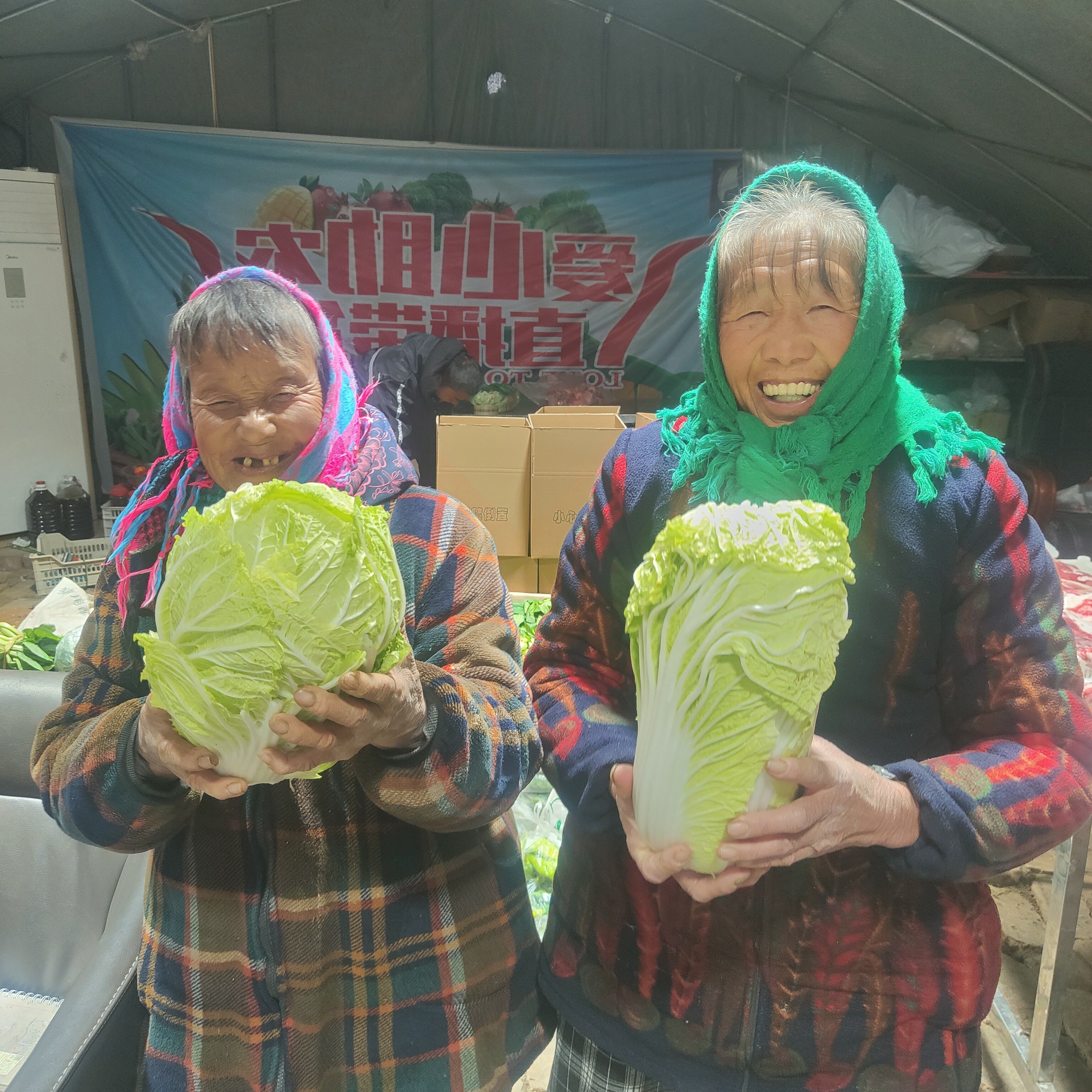 苏北老乡露天大白菜，