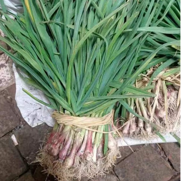 青蒜【农家蔬菜】农家自种蒜苗红皮新鲜香蒜苗叶带泥紫皮红根