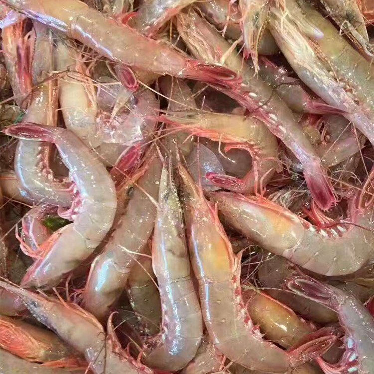 野生剑虾 一斤55～63只 1500g