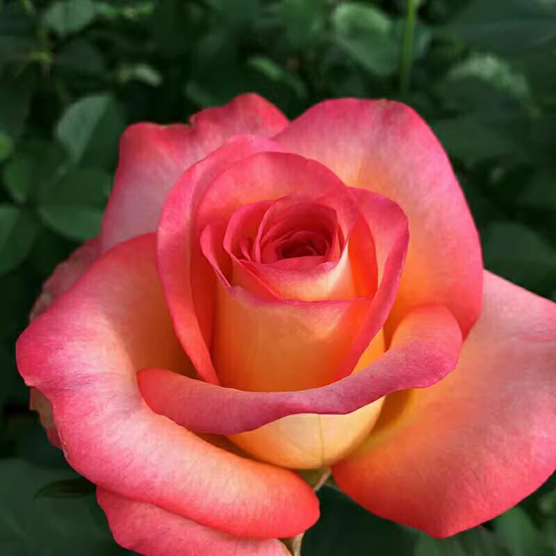 【3棵包邮】金辉月季玫瑰扦插切花盆栽玫瑰小苗多季开花阳台庭院