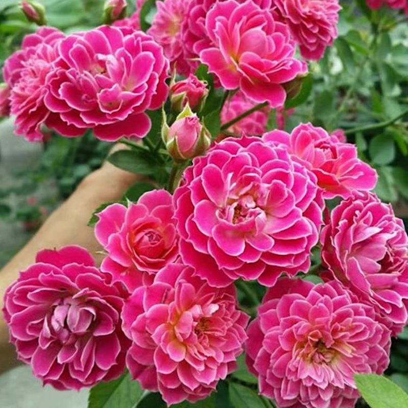 【3棵包邮】马里奥塔新西兰微月季玫瑰花苗四季阳台庭院盆栽花卉