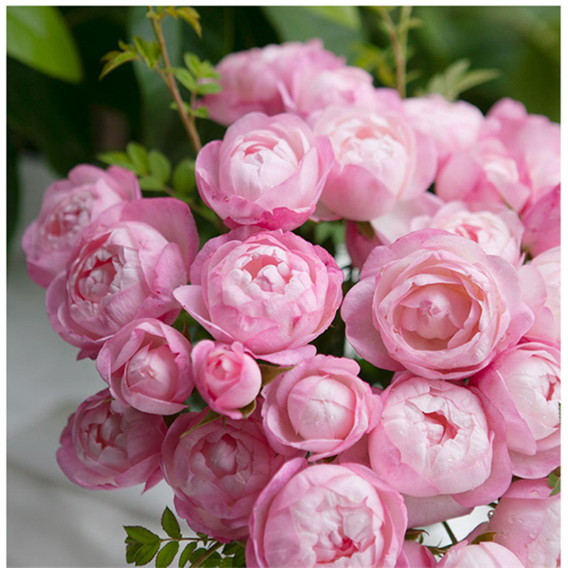 【3棵包邮】草莓杏仁饼月季花苗庭院植物浓香花卉阳台玫瑰盆栽