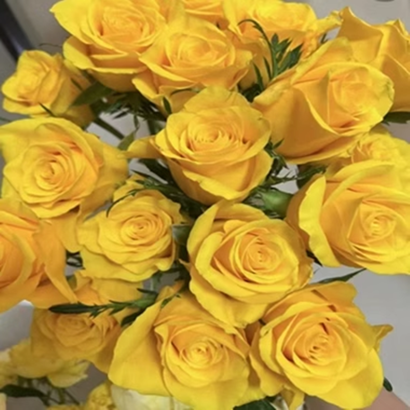 契机 进口玫瑰大花四季开花庭院阳台盆栽切花月季花苗 花卉