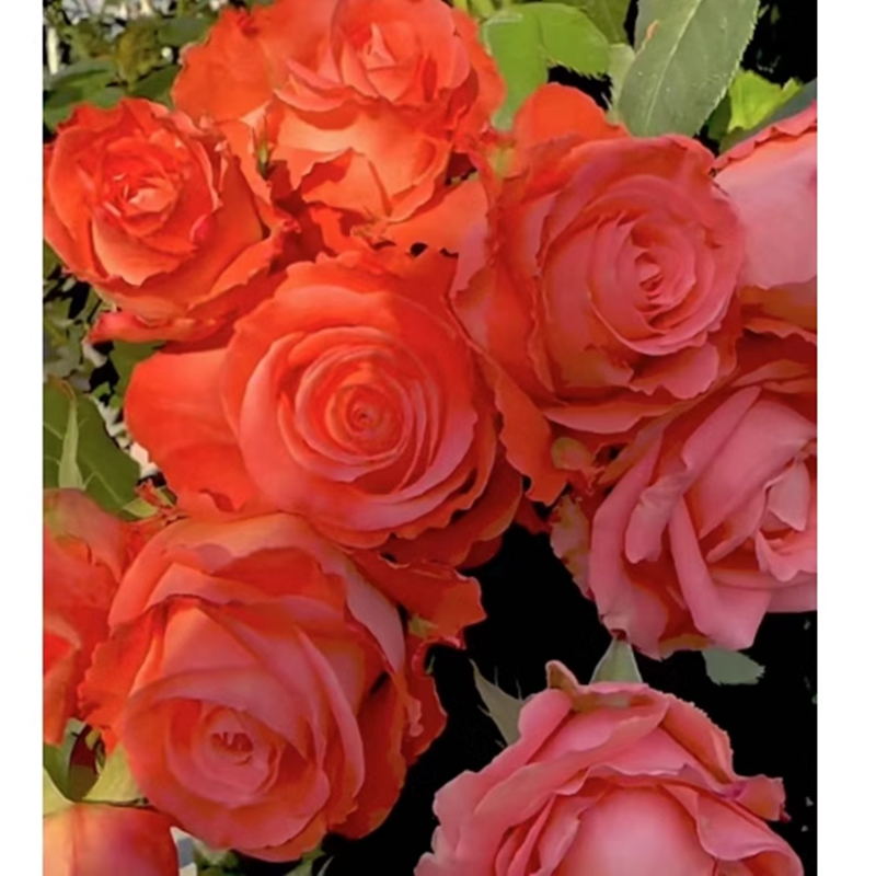 花海鸳鸯娜塔莎月季灌木切花玫瑰直立勤花 抗病 阳台庭院盆栽花卉