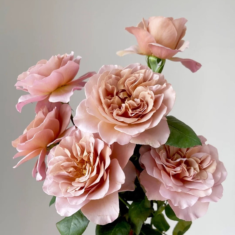 【3棵包邮】拿铁咖啡月季玫瑰花苗花卉盆栽阳台庭院多季节开花