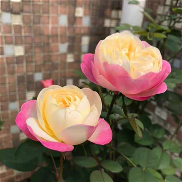 【3棵包邮】和室月季浓香勤花直立切花颜色多变阳台庭院玫瑰小苗