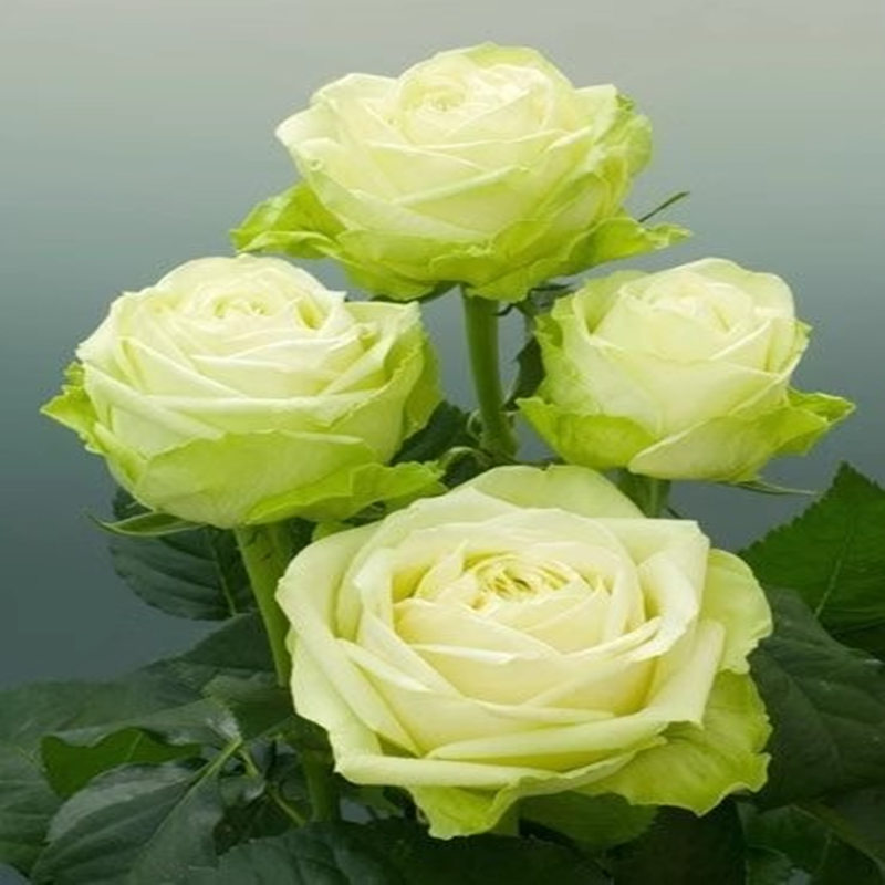 【3棵包邮】浪漫格林月季玫瑰花苗绿色切花阳台庭院花卉盆栽多季开