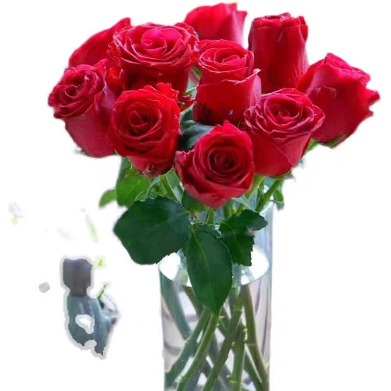 罗德斯 切花月季小苗玫瑰花苗 多季开花红色玫瑰阳台庭院开花绿植