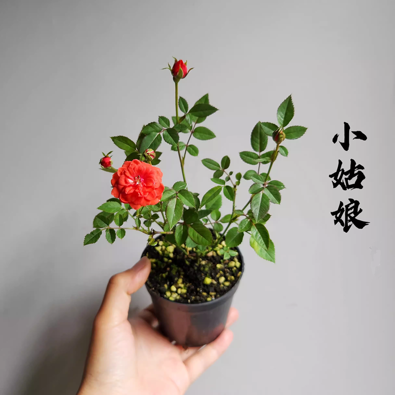  新品微月小姑娘月季月月盛开耐热抗病成熟植株30cm左右 阳台庭院