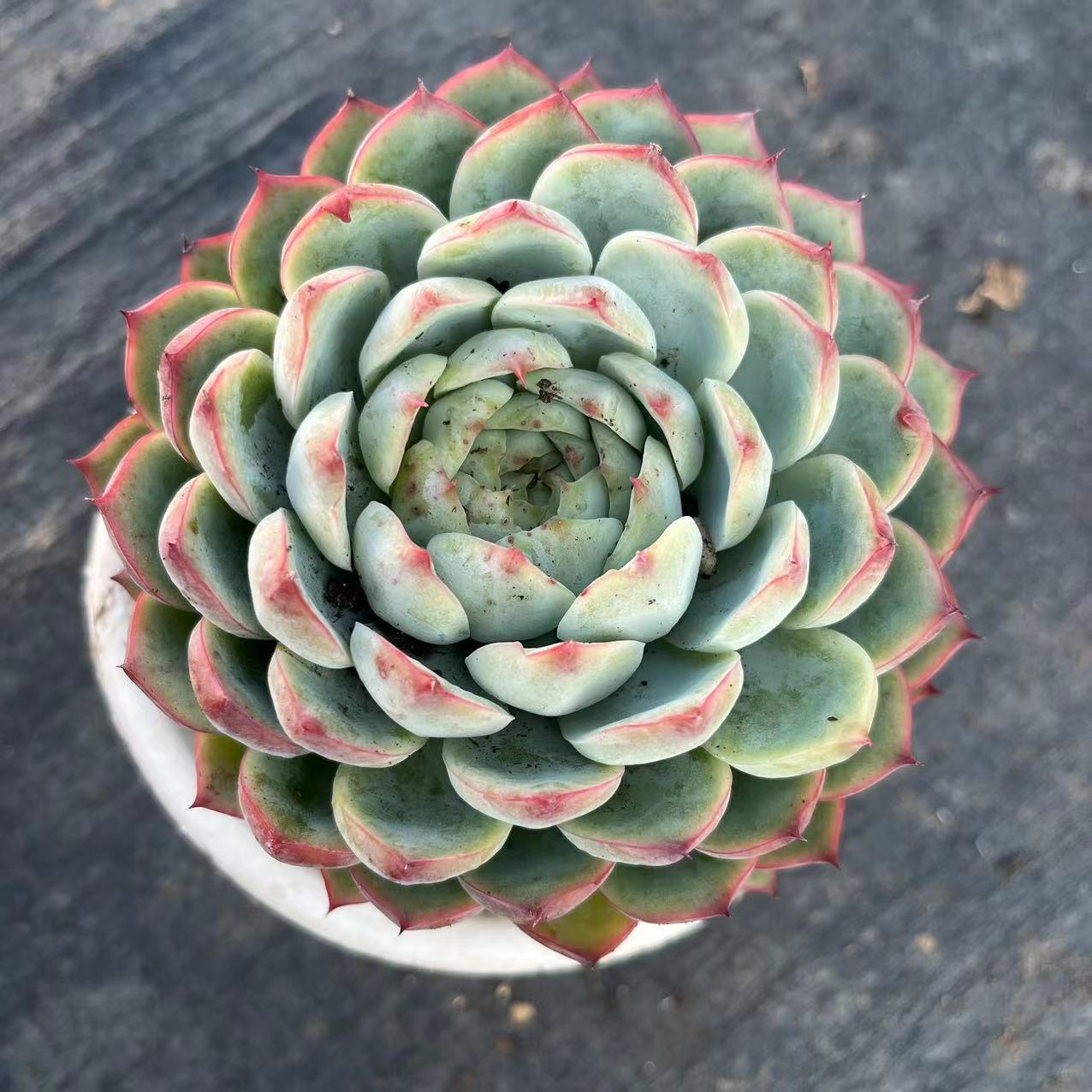 水晶公主  多肉植物种植发货空气小苗退换繁殖根系