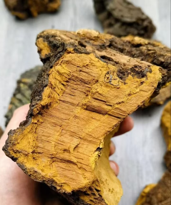 尼泊尔【桑黄】（高海拔）珍藏专丽丽属