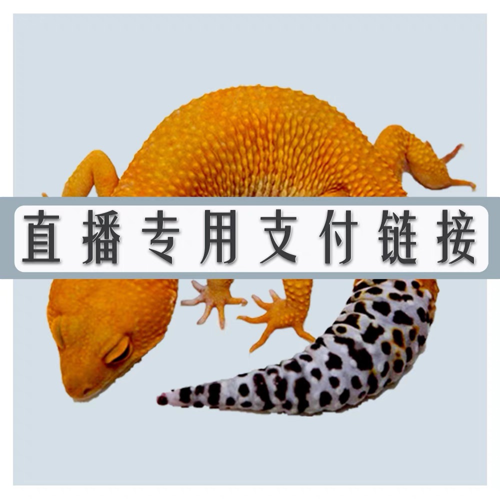 豹纹守宫随机发链接