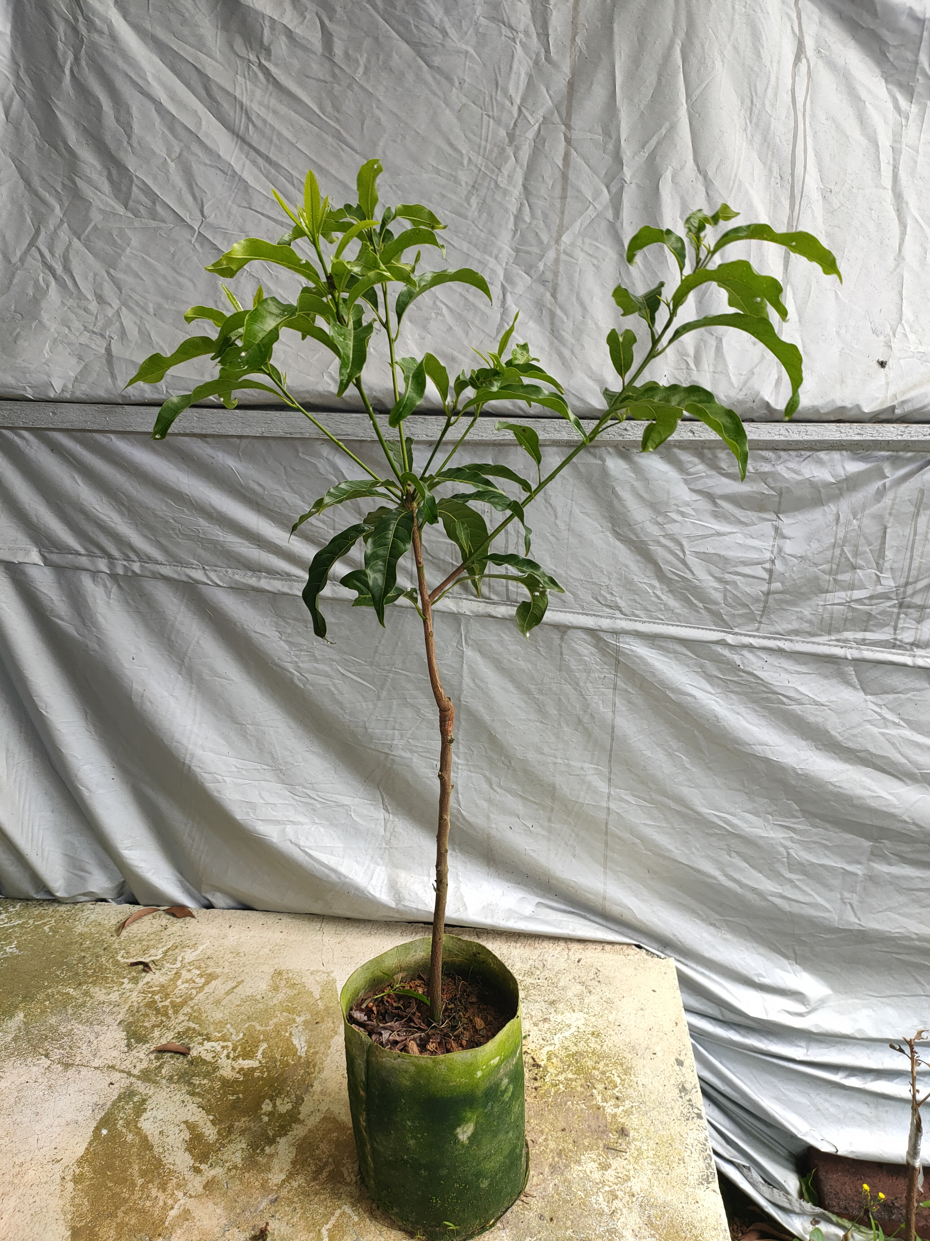 黄晶果嫁接，靠接，小苗。