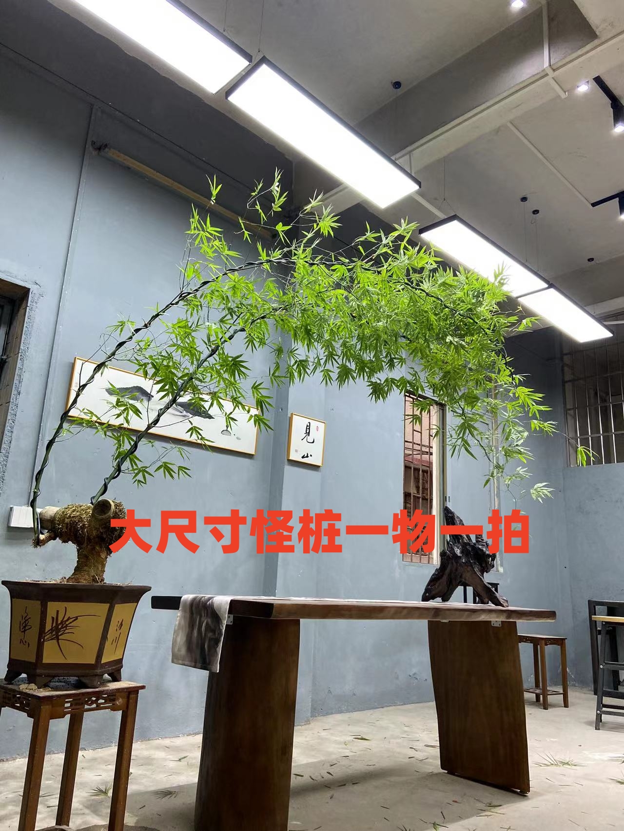 大尺寸怪桩高端室内茶室落地茶台小叶勒竹熟桩大尺寸茶室大飘簕竹