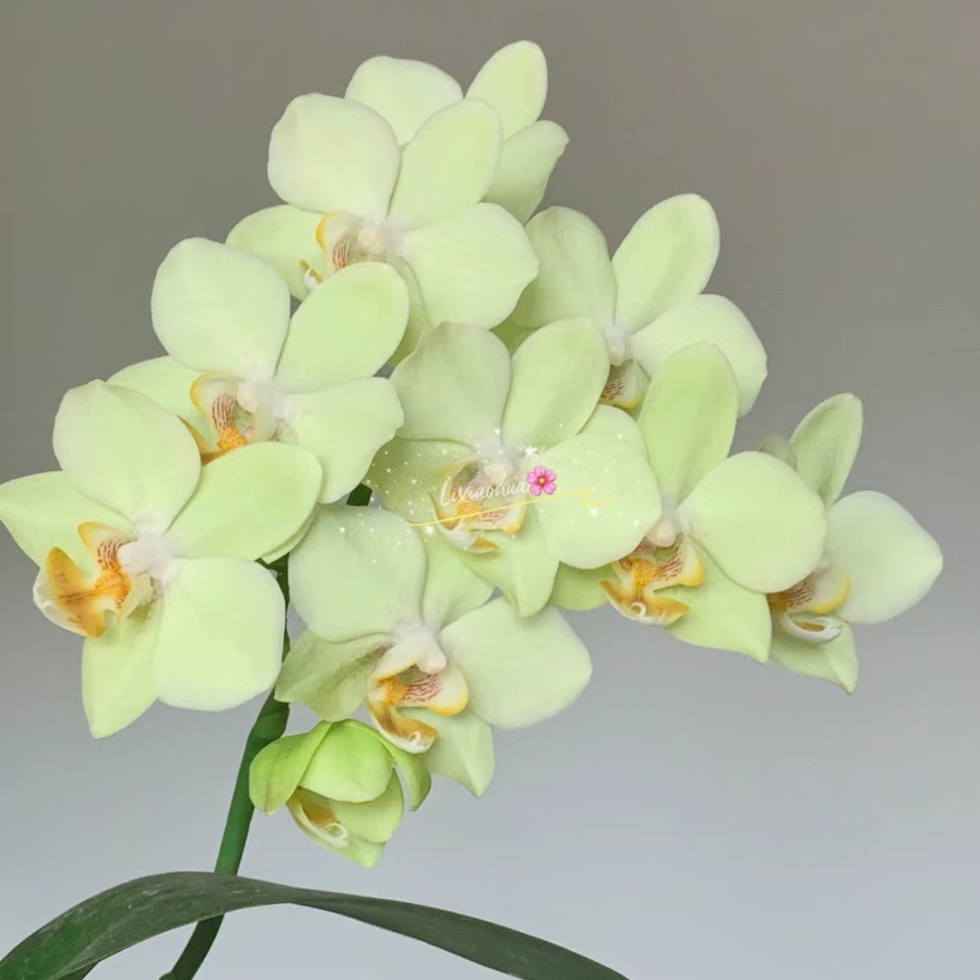 【绿水晶】欧品绿色系蝴蝶兰带花带花苞单剑2.8杯年宵花花期长