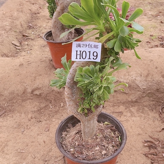 019绿法师缀  多肉植物