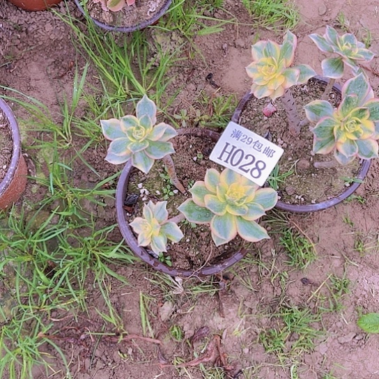 028灿烂多肉植物