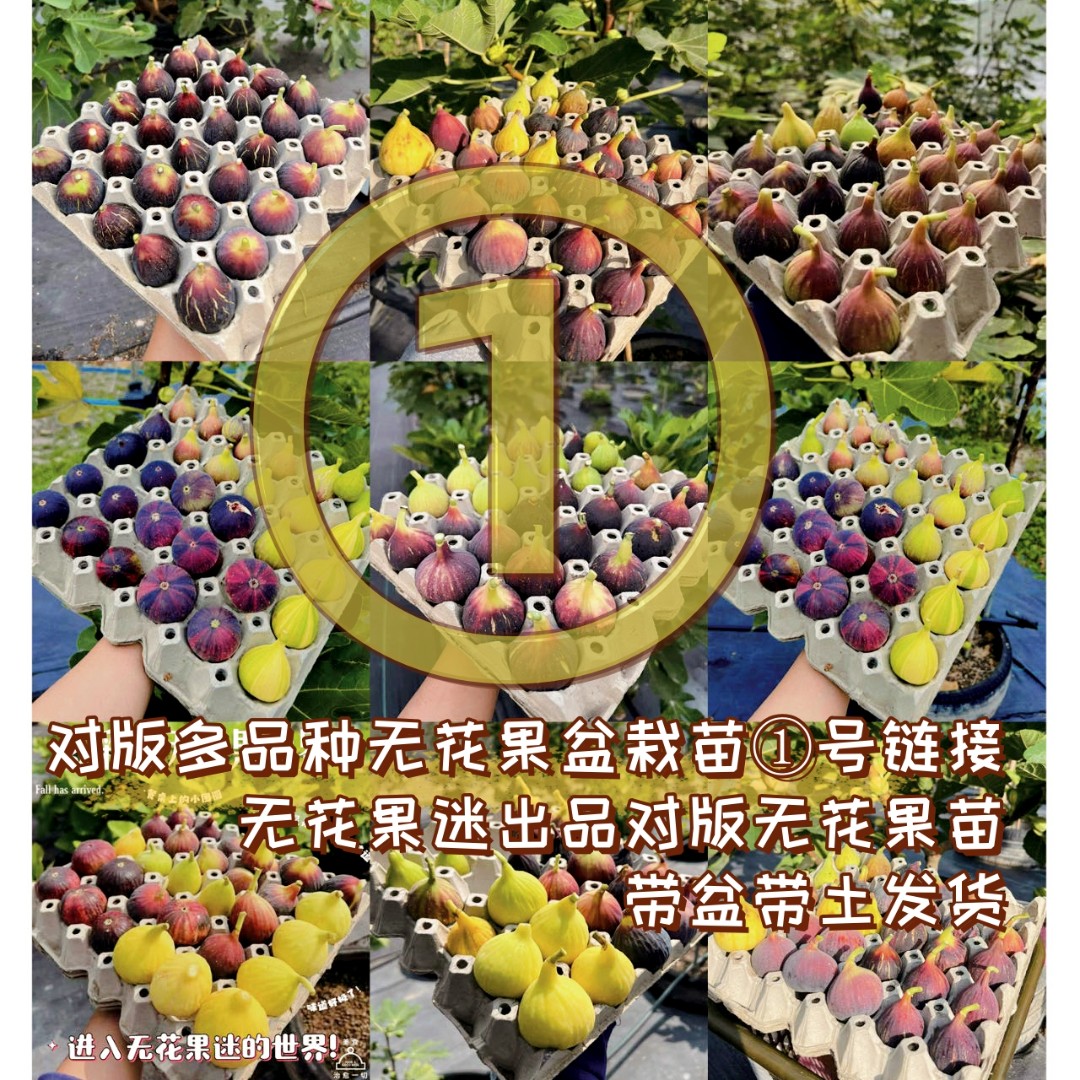 （已落叶）无花果树苗新品种大果早熟盆栽阳台花园庭院绿植南北皆可