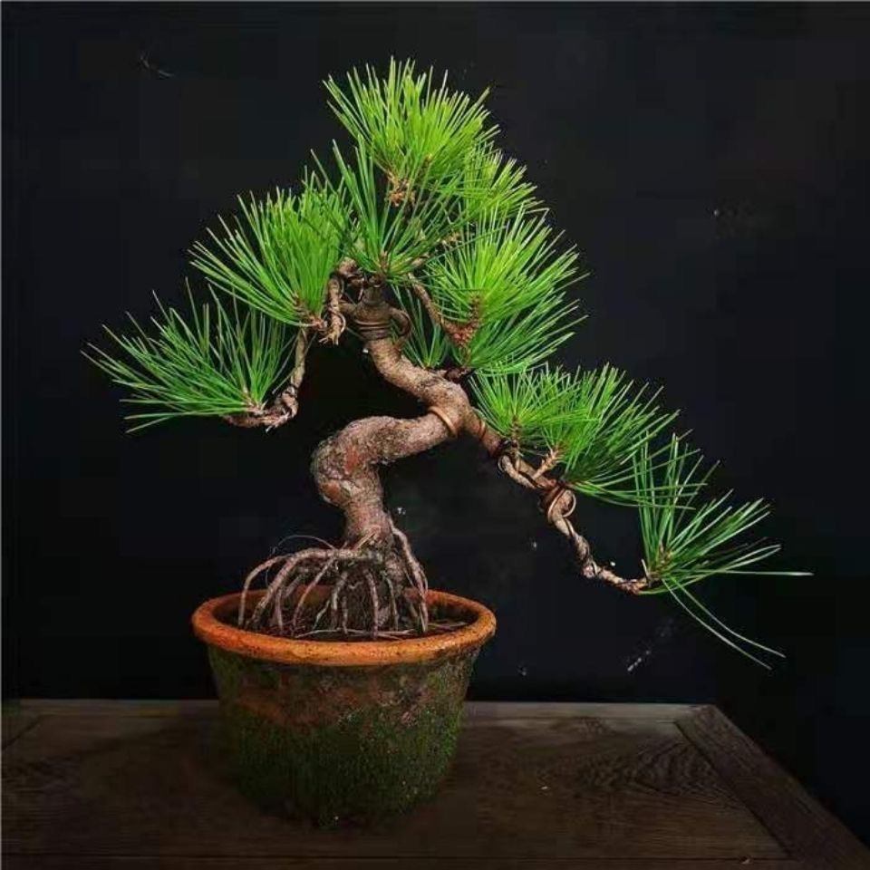 直播间一物一拍黑松四大盆景之一四季常青耐寒耐旱精品黑松