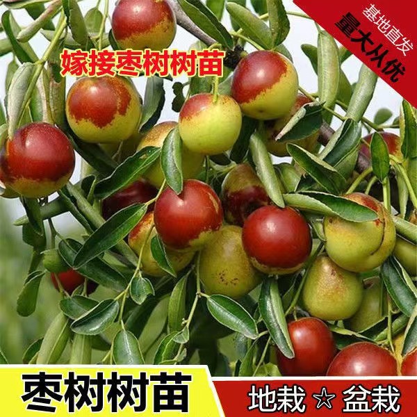 枣树树苗冬枣冰糖枣蟠枣树苗盆栽地栽南北方种植果树苗