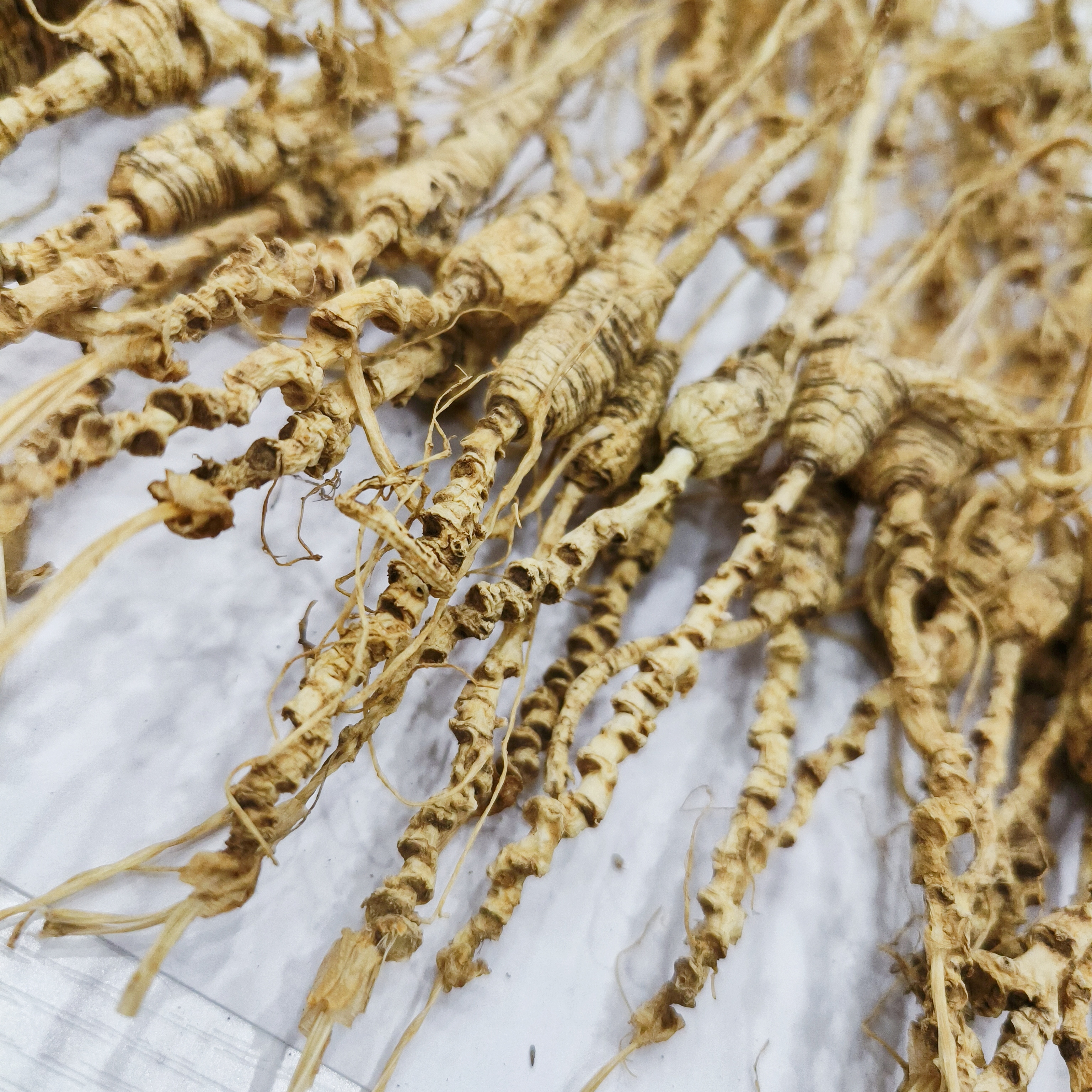 人参生晒参干参高年份