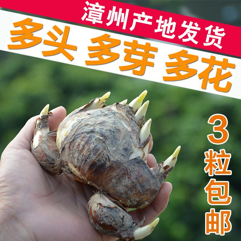 【单瓣 单粒】正宗漳州水仙花种球冬季室内好养球根花卉水培盆栽