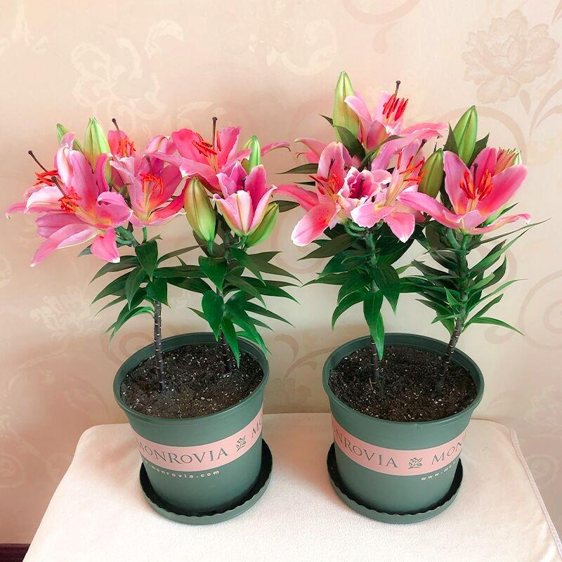 重瓣香水百合种球四季盆栽球根花卉百合花种子观花植物室内