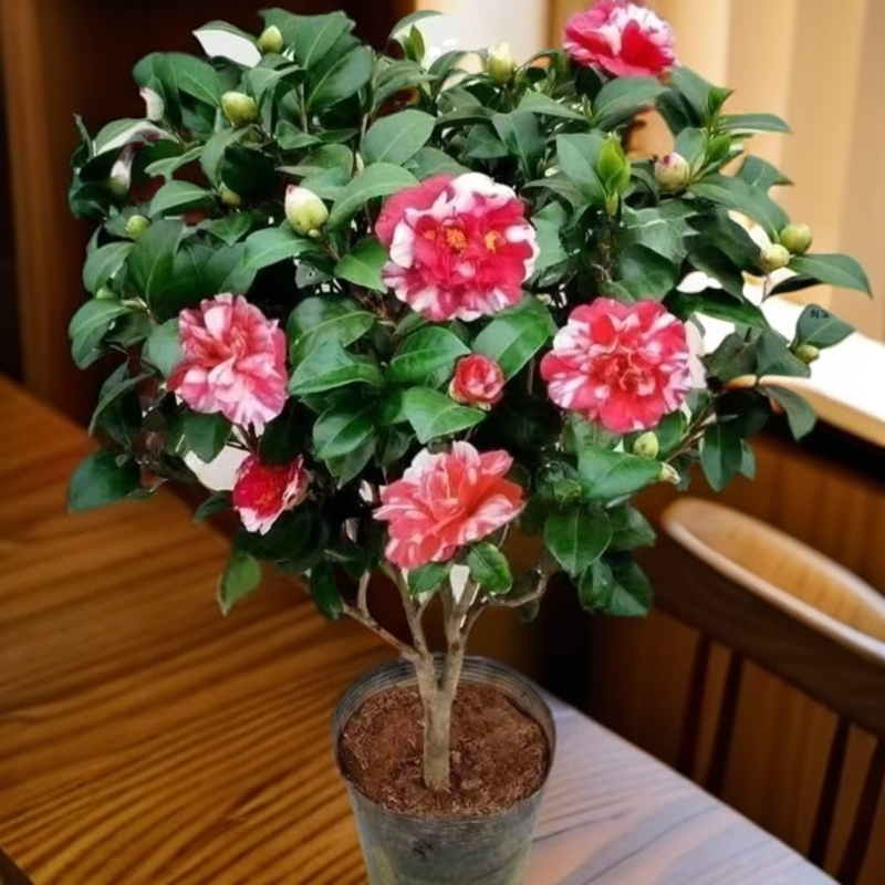 花露珍山茶花 花蝴蝶好养易活耐热耐寒品种茶花室内阳台庭院绿植