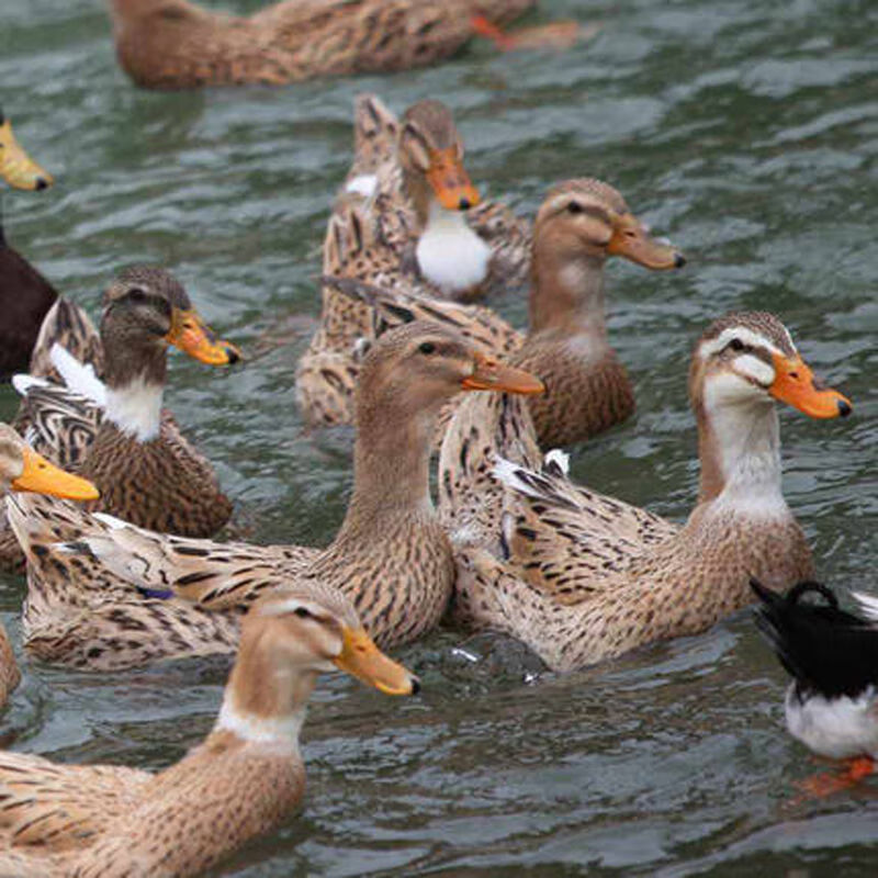 苏北农户散养草麻鸭（一到俩年）